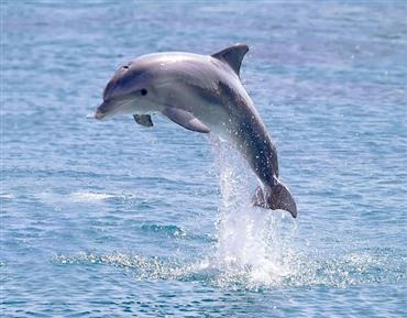 Ganztägiger Schnorchelausflug mit Delfinen